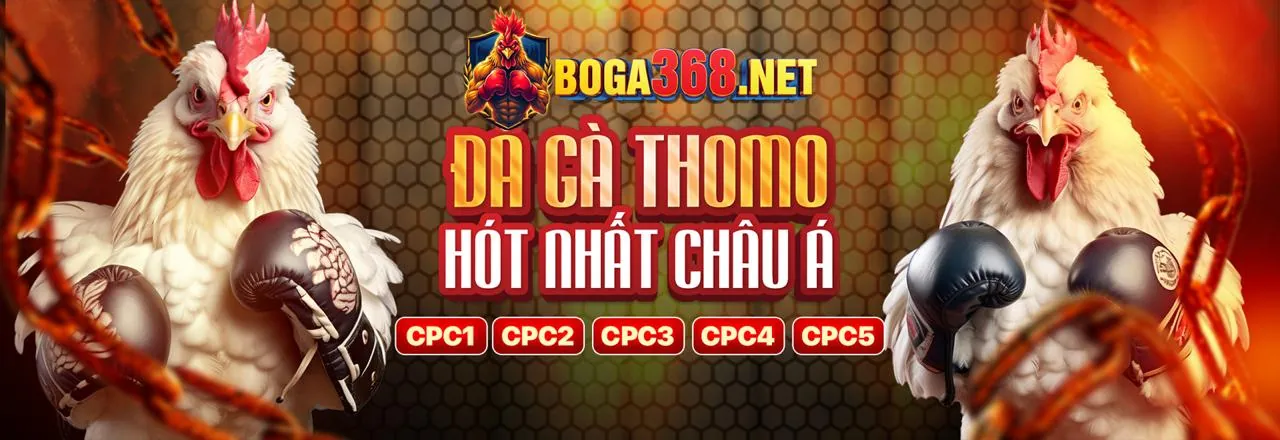 Đá gà trực tuyến kịch tính tại Sinbet